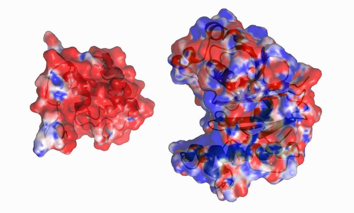 חלבון ה-PptT (מימין) באינטראקציה עם חלבון ה-AcpM (משמאל). שני החלבונים מצויים בתא חיידק השחפת, כאשר האינטראקציה בין שניהם עוזרת להגן על דופן התא 