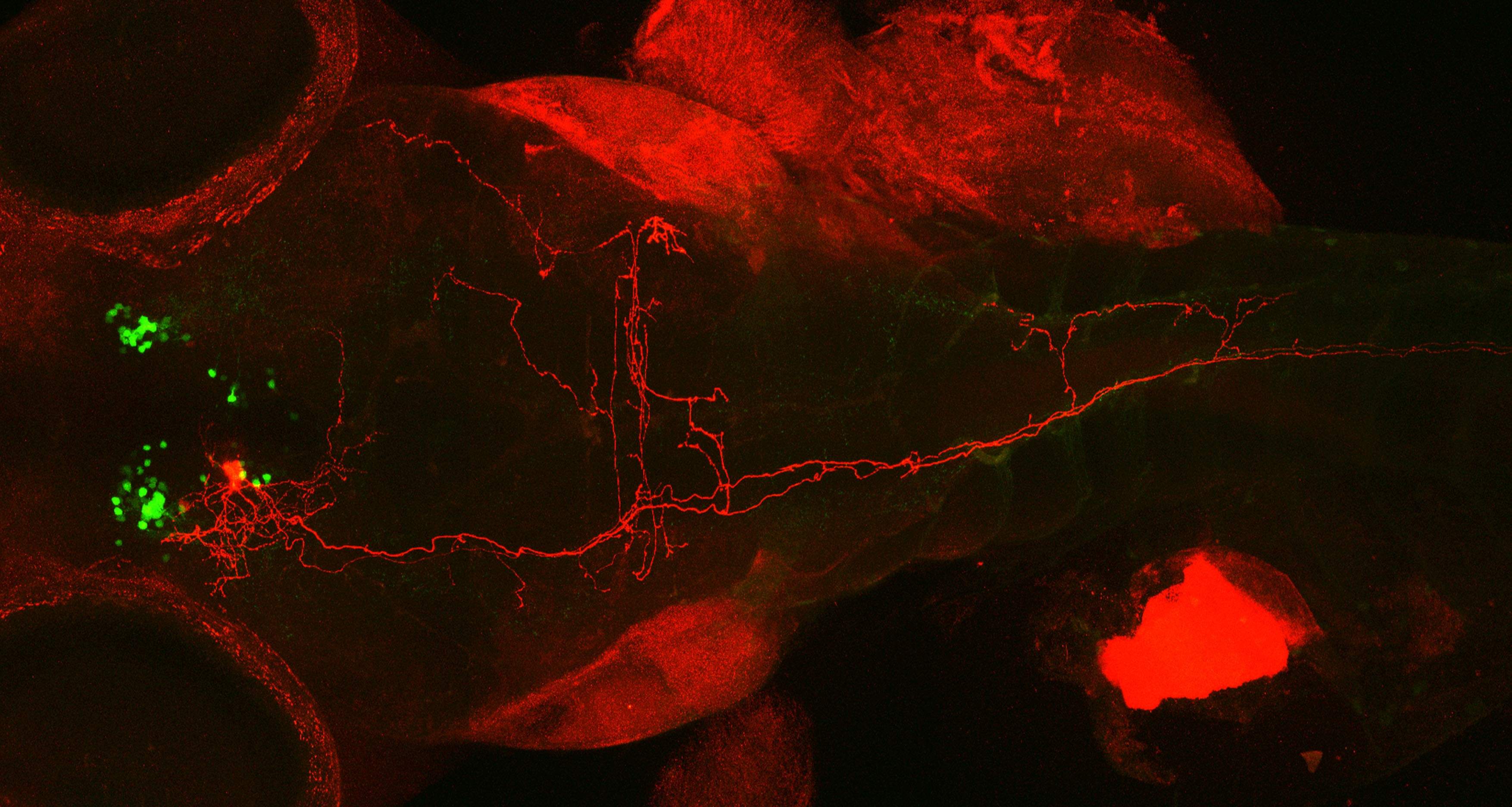 סימון גנטי במוח הדג של שלוחות תא עצב מייצר אוקסיטוצין (אדום) על רקע הרשת העצבית של תאי האוקסיטוצין (ירוק)