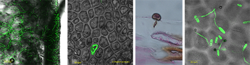 שלבי הפלישה של הפטרייה Colletotrichum gloeosporioides לתוך הפרי: מימין לשמאל: 1. נביטה; 2. חדירה; 3. מצב רדום; 4. התפרצות
