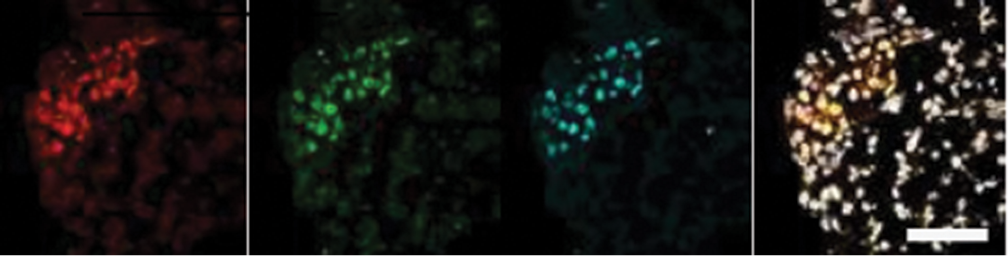 תאי גזע עובריים שהפכו לתאי גזע מקדימי זרע וביצית. הצילומים נצבעו כך שכל צבע מייצג את ביטויו של גן אחר: NANOS3 (באדום), NANOG (בירוק) ו-OCT4 (בכחול). לבסוף, שולבו התצלומים לכדי תמונה אחת (בצהוב)