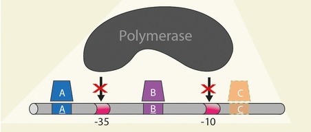 שער לוגי מסוג NOR. נוכחות גורמי השיעתוק חוסמת את הגישה של האנזים המשעתק (Plymerase) לדי-אן-אי, ולכן לא נוצר החומר הירוק