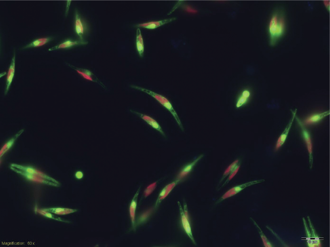 תאי צורניות, אשר מבטאים חלבון פלואורסצנטי המשמש כחיישן מולקולרי ל-ROS בגרעין, מסומנים בירוק. כלורופלסטים מסומנים באדום
