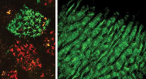 מימין: תאים דנדריטיים (מסומנים בירוק פלורוסנטי) בתוך מעי עכבר. התמונה מדגישה את השפע של תאים אלו בתוך השלוחות המיקרוסקופיות שבדופן המעי. משמאל: שתי שלוחות מעי סמוכות המכילות שתי קבוצות תאים דנדריטים (ירוקה ואדומה), שמקורן בשני תאי-אב מסוג מונוציט