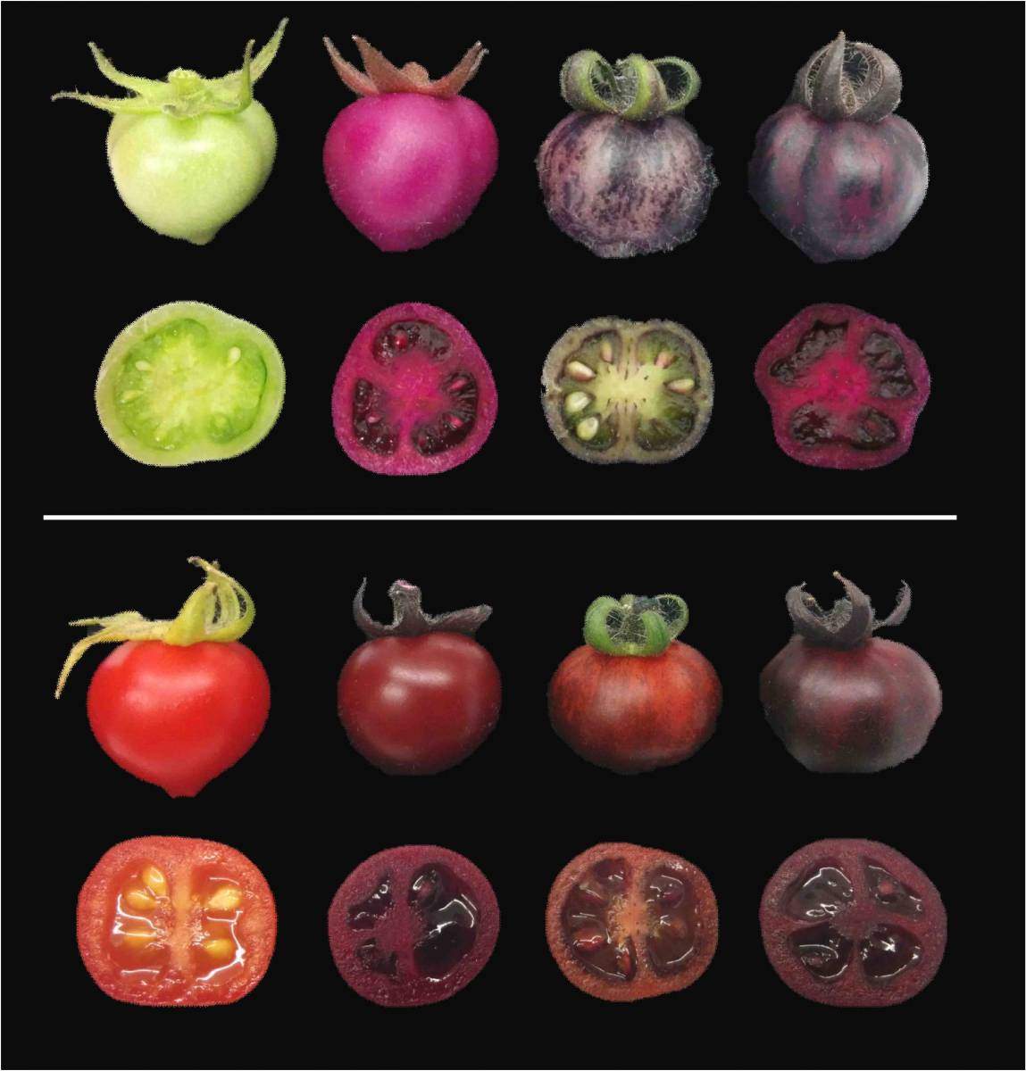 עגבניות בוסר (למעלה) ובשלות (למטה). צבען של עגבניות רגילות (משמאל) הופך מירוק לאדום כאשר הן מבשילות. העגבניות המהונדסות, לעומת זאת, צבועות בגוונים שונים של אדום-סגול כאשר הן מייצרות בטלאינים (שני משמאל), פיגמנטים אחרים הקרויים אנתוציאנינים (שני מימין), או שני סוגי פיגמנטים אלה יחד (מימין)