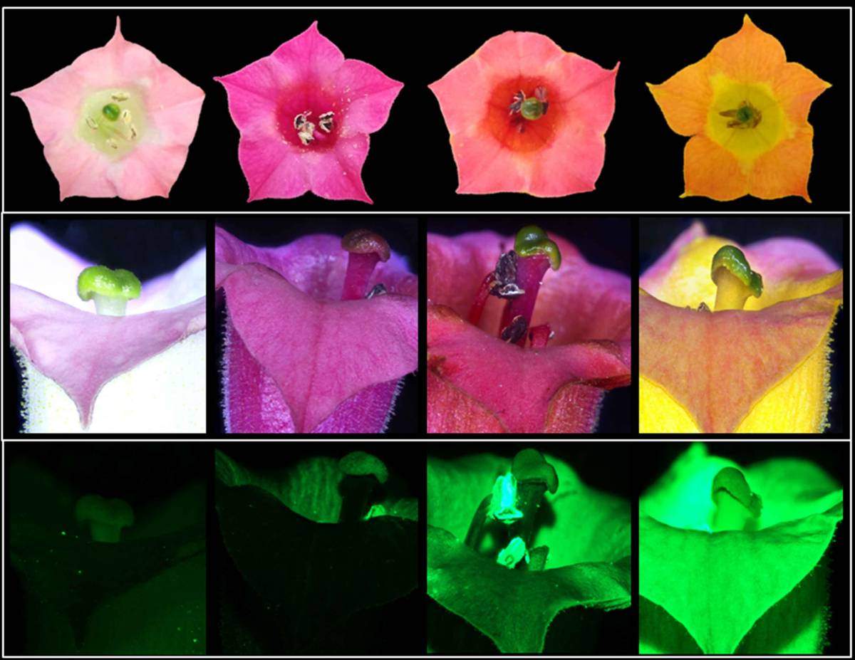 פרחי טבק בטבע הם בצבע ורוד בהיר (משמאל), אך בעקבות הינדוס גנטי הם זוהרים בצבעים חדשים (השלושה מימין)