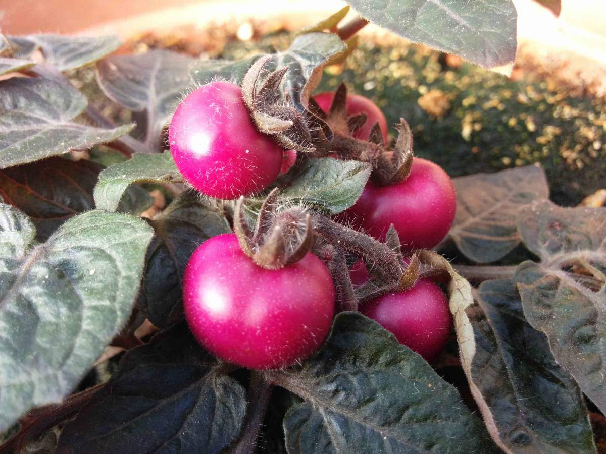 עגבניות מהונדסות גנטית מייצרות בטלאינים בפרי, אך לא בשאר חלקי הצמח