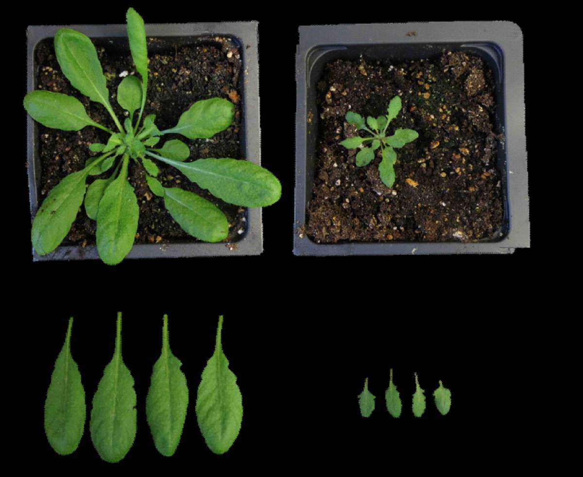 הצמח תודרנית לבנה (אראבידופסיס), לאחר הנדסה גנטית (מימין) שבמהלכה הוחדרו אליו 11 גנים המעורבים בהפקת כולסטרול, מייצר כולסטרול בכמות גדולה פי 15 מאשר תודרנית לבנה רגילה (משמאל)