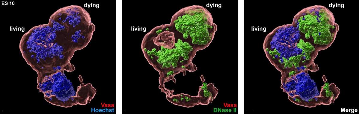 In the Parthenus death pathway, the nuclear DNA (blue) of living germ cells in the fruit fly embryo is gradually destroyed by the DNA-cutting enzyme DNase II (green)