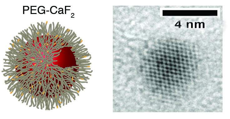 ננו-גביש של סידן פלואורי כפי שהוא נראה תחת מיקרוסקופ אלקטרונים (מימין) ואיור סכמטי של ננו-גביש שעבר פגילציה (משמאל) 