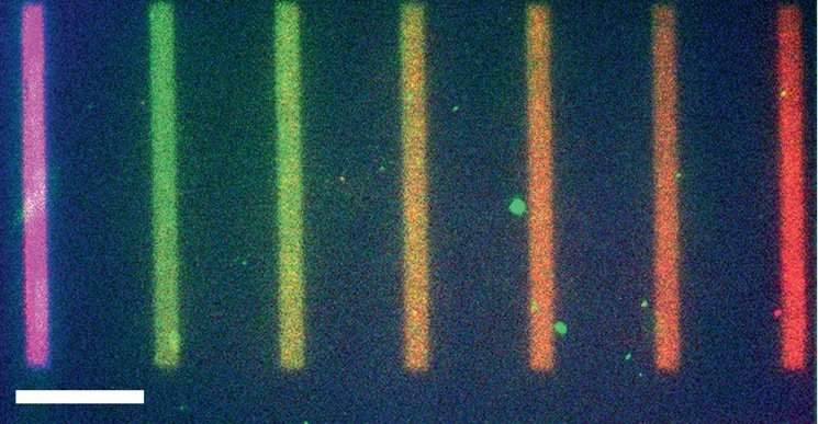 Protein interaction on a chip: Red proteins concentrated more on the right, farther from the chip-bound genes, while green proteins are more highly concentrated on the left, closer to the genes that encode them