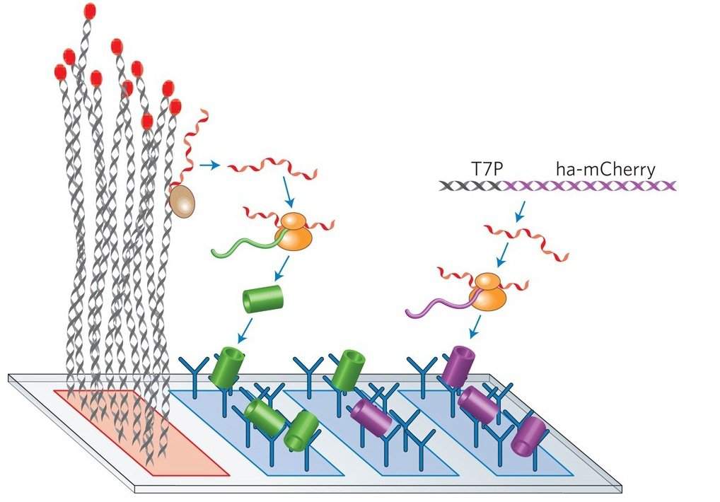 Illustrated biological chip: Genes (gray) are attached to the chip, along with antibodies (blue). The gene encoding the second protein is purple. RNA strands (red) are copied, and, depending on the information they encode, the proteins produced in the ribosomes (yellow) glow either green or red (green and purple cylinders)