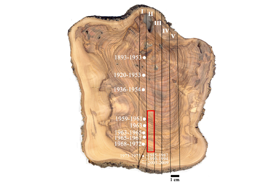 Modern olive branch cross section. Five segments were cut from the cross section, and segment I, in the middle, was sampled at numerous points with radiocarbon dating. The red rectangle shows the growth in “bomb peak” years. This segment was cut into 96 samples for further measurement