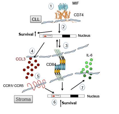הישרדות התאים בלוקמיה לימפוציטית כרונית (CLL), שלב אחרי שלב: אות המצוי מחוץ לתא B סרטני (שלב 1 ו-2) מוביל לביטוי יתר של החלבון CD84 (3). הדבר משפיע על התקשורת שמקיים התא עם תאים "שכנים" (סטרומה), מה שמוביל לשינויים בתאים אלה. בשלבים הבאים (4-6), ההפעלה של CD84 מובילה להישרדות תאי הסטרומה (שלב 7). התוצאה היא הישרדותם של תאי הסרטן. 