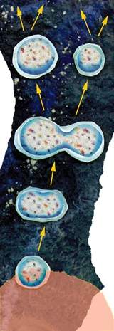Lipids droplets accrete, grow and split