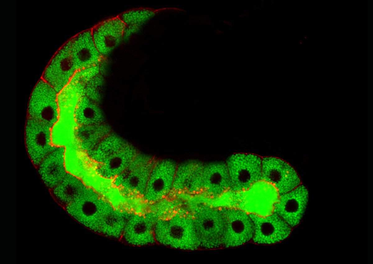 Salivary gland of a larval fruit fly. Vesicles (red) carrying the glue must empty their contents quickly and efficiently