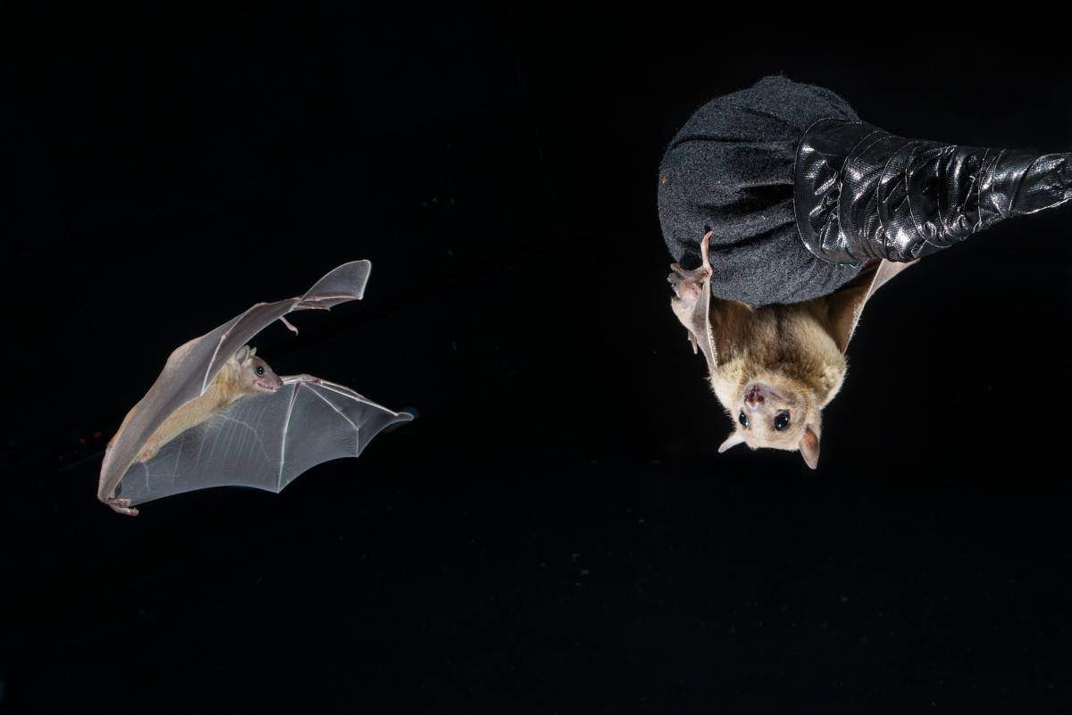 עטלפים בחדר תעופה מבוקר שנבנה עבורם במכון ויצמן למדע. יונקים מעופפים וחברותיים במיוחד 