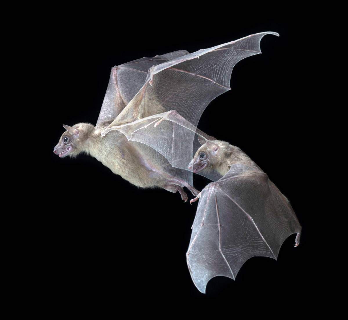  "בדומה לבני אדם, היכולת של עטלפים למקם אחרים במרחב מהותית עבורם". צילום: ברוק פנטון