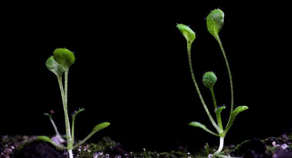 ארבידופסיס. כמו צמחים אחרים, פיתח יכולת להתמודד עם שינויים פתאומיים בעוצמת האור