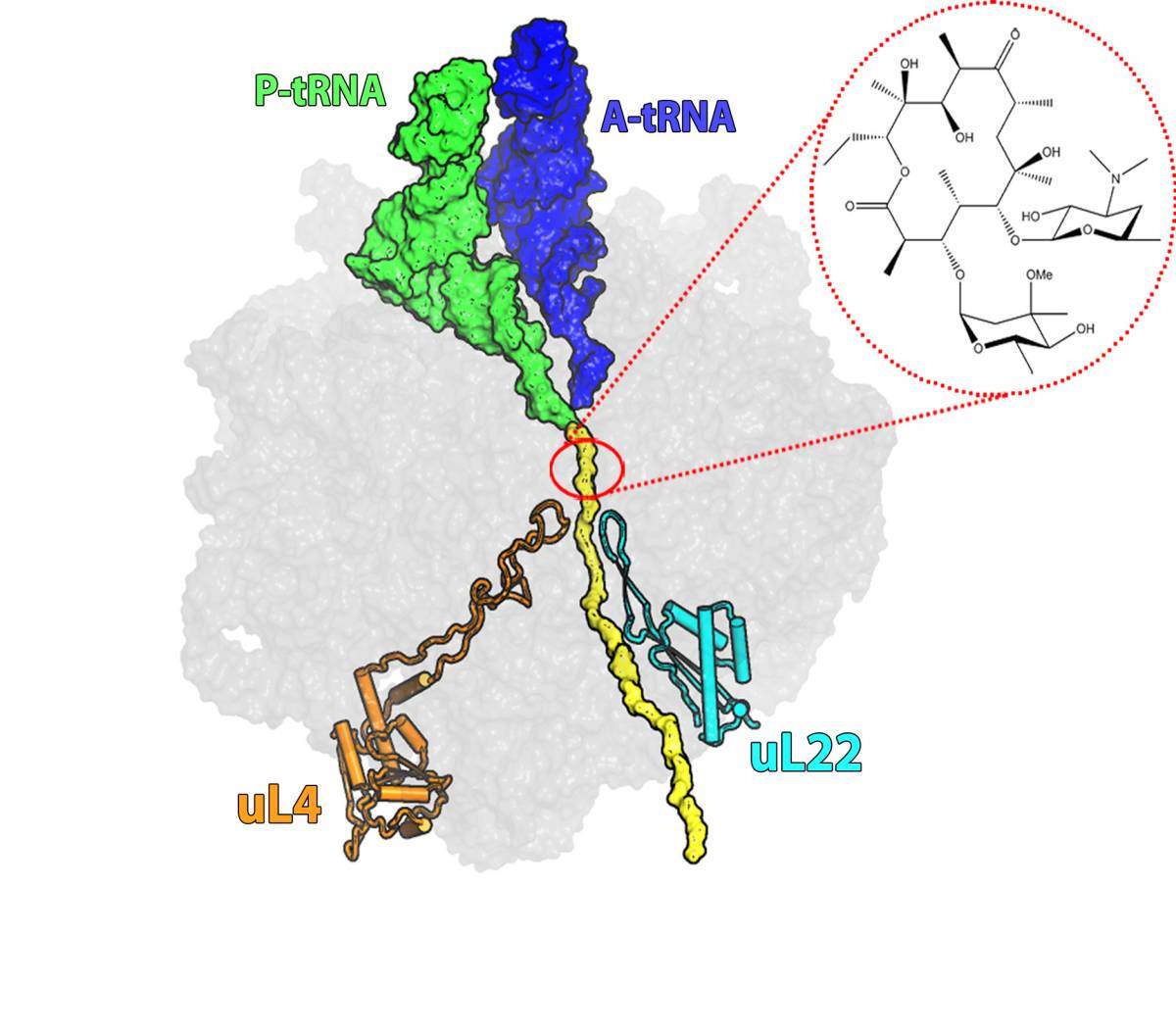 A cross section of the large subunit of a bacterial ribosome. Yellow: the ribosome’s protein exit tunnel. Red: the binding pocket for erythromycin at the entrance to the tunnel. Turquoise: (bottom right) – the ribosomal protein L22, which is found, in chemical terms, far from the antibiotic binding site