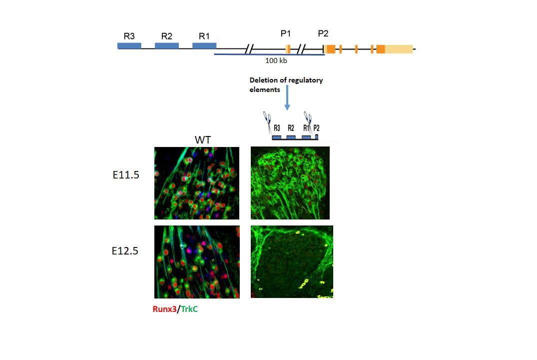 Top panel showing the Runx3 transcriptional unit spanning the Runx3 gene-5coding region (orange/yellow), the two promoter sites (P1 and P2) and the long-range regulatory region containing the three regulatory elements R1, R2 R3 (blue). Images below depict Runx3 expression (red) in TrkC neurons (green) of wild type (WT) mice dorsal root ganglia (DRG) at embryonic day (E) 11.5 (top, left) and E12.5 (bottom, left). CRISPR/Cas9-mediated deletion of the three regulatory elements at E11.5 (top, right) results in loss of Runx3 expression and the subsequent death of TrkC neurons at E12.5 (bottom, right)