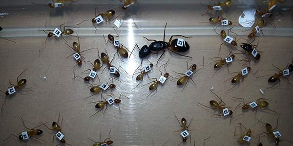 תגית לכל נמלה: הנמלים סומנו כך שאפשר יהיה לזהות כל אחת מהן בתהליך ההאכלה (ראו סרטון 2)