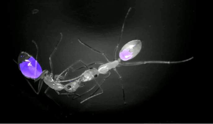 האכלה מפה לפה: הדמיה פלואורסצנטית של מעבר מזון מנמלה מלקטת לחברתהּ לקן (ראו סרטון 1)