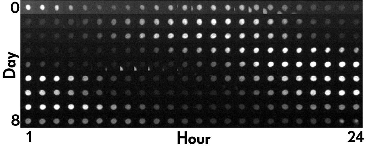 The “ticking” of a circadian clock inside a human cell over the course of 24 hours. A fluorescent marker allows scientists to tell “what time it is” at any given moment