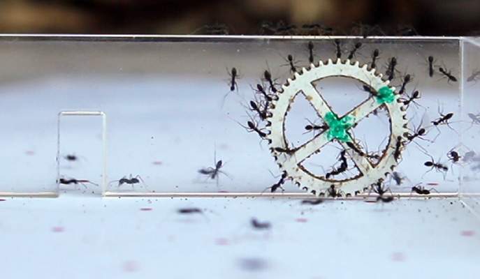 אתגר הפתח הצר: האם יצליחו הנמלים להעביר את המטען בשלום? 