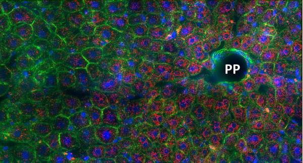 Activity of a glucose-manufacturing gene in mouse liver tissue, viewed under a fluorescence microscope. A high concentration of mRNA (red dots) reveals that this activity is highest near a blood vessel (PP) that bathes the tissue in oxygen-rich blood, essential for glucose manufacture