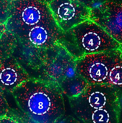 Fluorescence microscope image of mouse liver cells. Cell membranes are in green; the cell nuclei (blue) contain different numbers of DNA strands, from the usual 2 to as many as 8