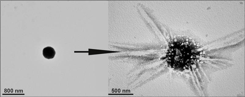צבר ננו-חלקיקים העשיים מזהב (משמאל) נוצר תחת חשיפה לאור אולטרה-סגול. הצבר יכול להתפרק (מימין) ולשחרר את המולקולות אשר נלכדו בננו-צלוחית. צולם באמצעות מיקרוסקופ אלקטרונים חודר