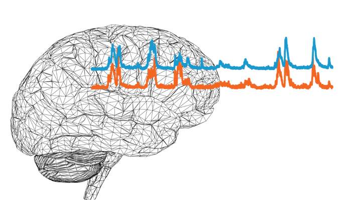 דפוס הפעילות בשני תאי עצב בקליפת המוח מתואם – גם כאשר התגובה עצמה לגירוי חושי זהה משתנה