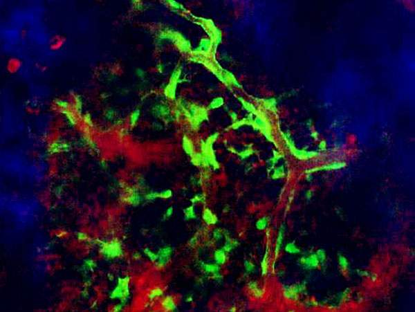 Architecture and appearance of distinct types of bone marrow blood vessels, captured from a multiphoton intravital video, showing bone marrow blood vessels (red), among them are arterioles (green) and larger sinusoids. Hematopoietic and mesenchymal precursor cells are distributed between, and associate with, the different types of blood vessels