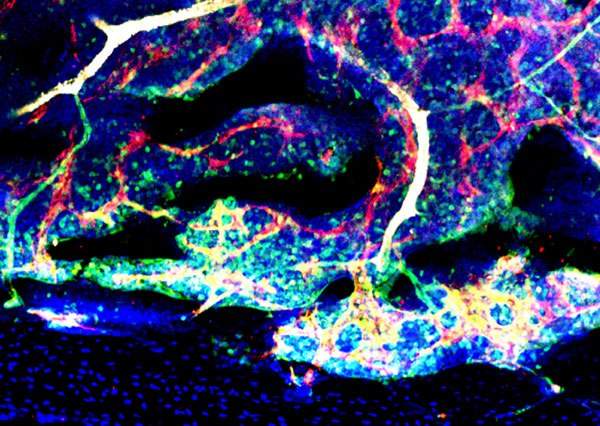 Architecture and appearance of distinct types of bone marrow blood vessels near the bone. Confocal microscope image of mouse bone marrow: arteries (green and white) branch into arterioles (green) reconnecting downstream to sinusoids (red)