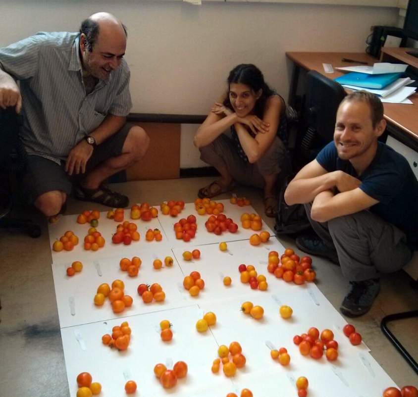 פרופ' אברהם לוי (משמאל) וחברי הקבוצה שלו מסדרים עגבניות
