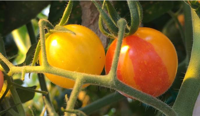 כאשר המדענים שברו את הדי-אן-אי בגן האחראי ליצירת הפיגמנט האדום, הליקופן, הניבו צמחי עגבניות רבים פירות צהובים – ובחלק מהפירות היו מקטעים צהובים (מוטנטים) ואדומים (תקינים)