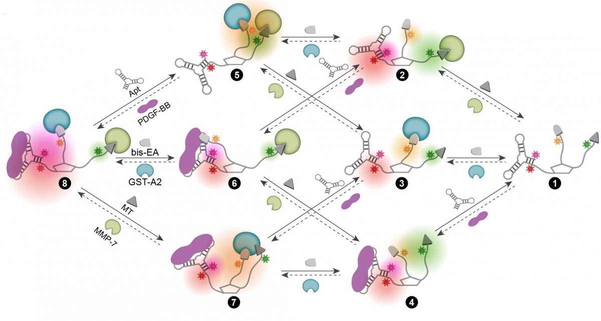 הצגה סכמטית של יכולתו של החיישן המולקולרי להיקשר, באופן הפיך, לשלוש משפחות חלבונים ולעבור לסירוגין בין מצבים מבניים בהתאם לשינויים בהרכב החלבונים בתא