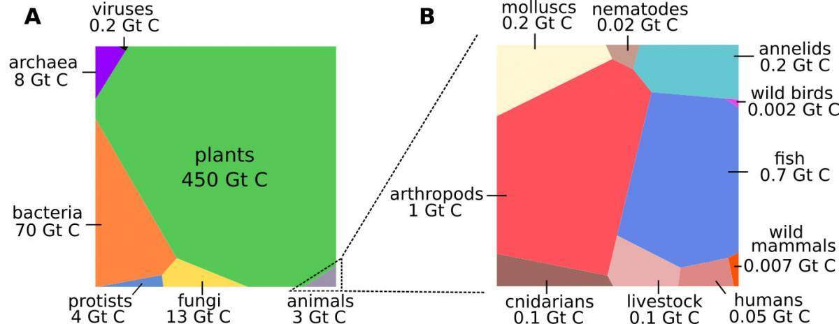 Comparative biomass at a glance, in gigatons of carbon