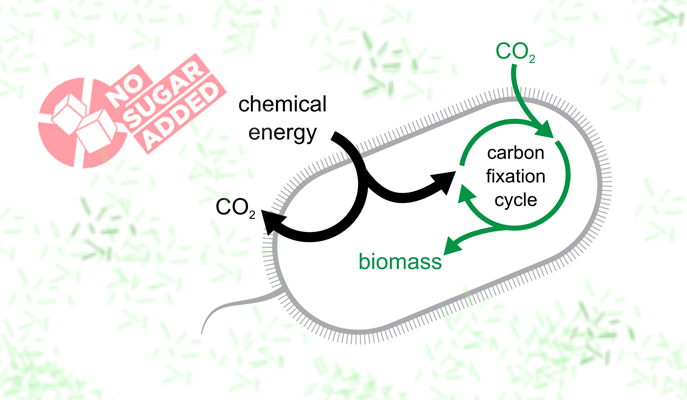 bacteria use CO2