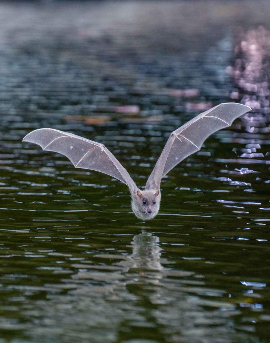 עטלף פירות מצוי בפעולה. תמונות: יובל ברקאי
