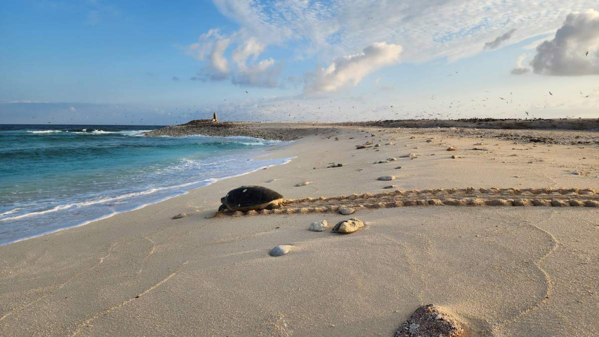 האי לת'ם – יותר מ-40 קילומטר מזרחית לחופי טנזניה ובגודל של כ-50 דונם