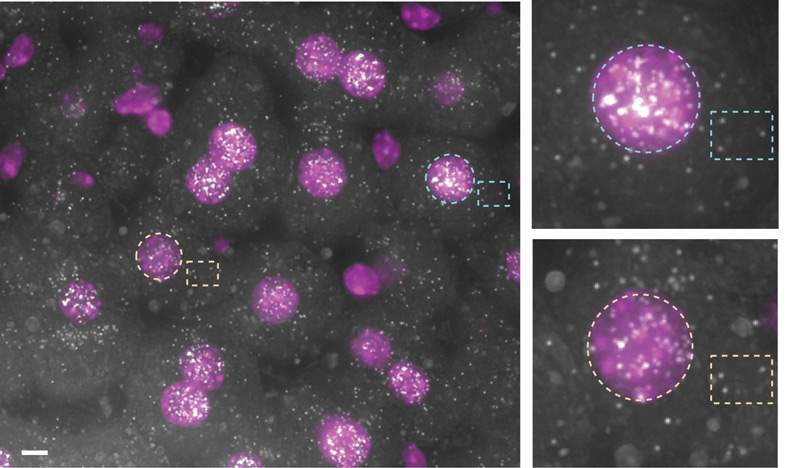 Nlrp6 mRNA (grey) shows retention in the nucleus (purple) and reveals differences in mRNA levels, while the levels in the cytoplasm are equal. Thus retention keeps protein levels similar between the cells