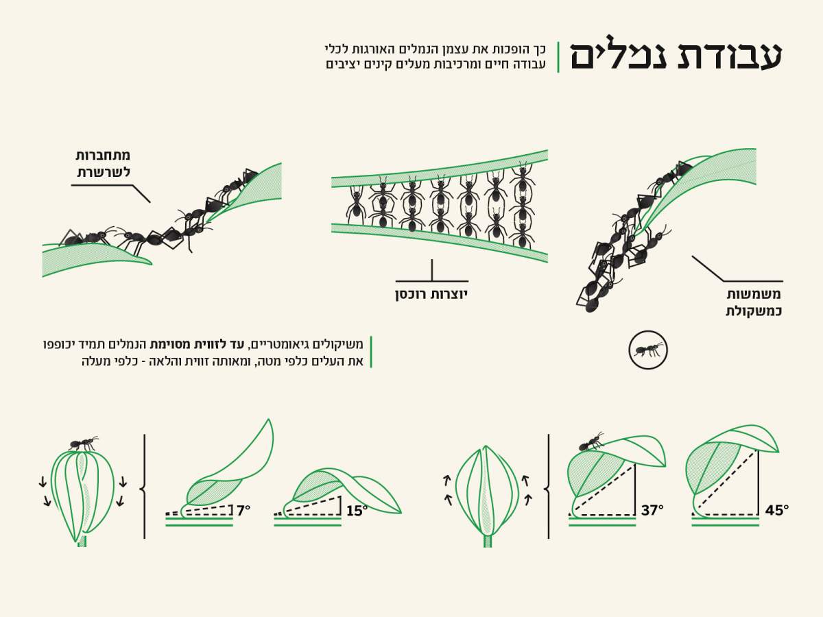 אינפוגרפיקה: מכון ויצמן למדע