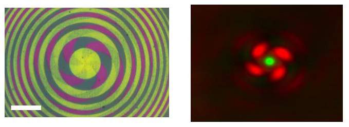 הדגמה של שימוש במיקרוסקופ STED. "דימוי של נקודה ירוקה בתוך סופגנייה אדומה". קנה מידה: 1 מיקרומטר מימין, 35 מיקרומטר משמאל