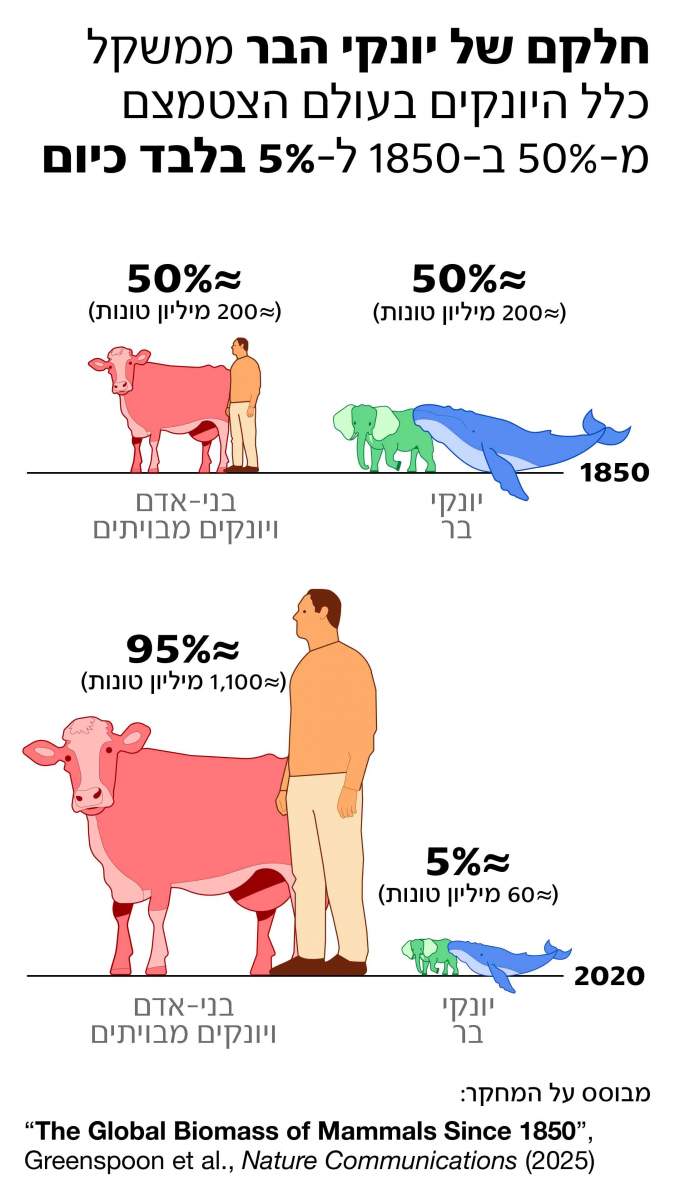 אינפוגרפיקה: איתי רווה