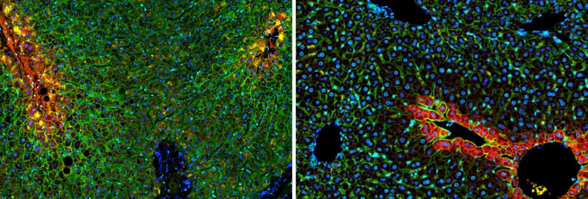 מעבר אבולוציוני מהפריפריה למרכז: המדענים גילו שחלבון נשא שמכניס גלוקוז לתאים (מסומן בירוק) פועל באדם (משמאל) בליבה של אונית הכבד בעוד בעכבר (מימין) הוא פועל בשוליה. באדום – חלבון ביקורת המתבטא בליבה הן באדם והן בעכבר. בכחול – גרעיני תאים