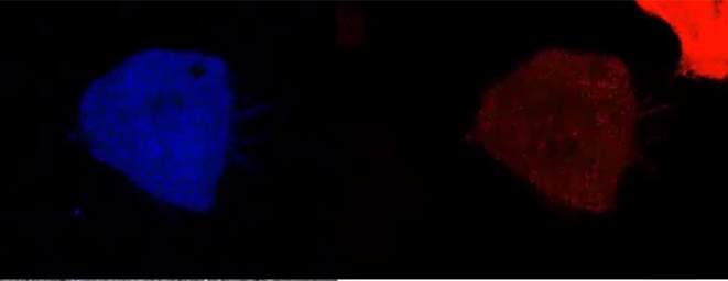 פעילות אנזימים בתא: האנזימים באדום, התוצר הסופי – בכחול 