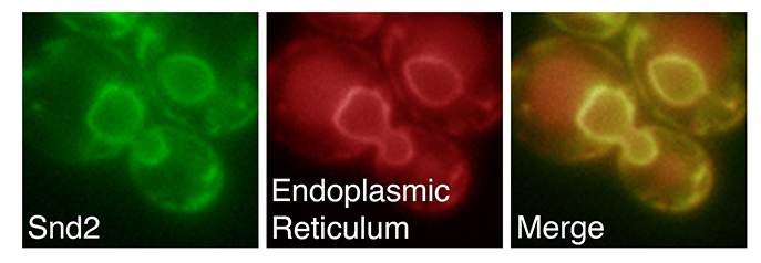 צילום של מיקרוסקופ פלואורסצנטי המראה את הרשתית האנדופלסמתית באדום ואת אחד מחלבוני המסלול החדש (SND2) בירוק, אשר חופף בדיוק לסיגנל מהרשתית. צילום זה מוכיח שהחלבון נמצא דרך קבע בתא ברשתית האנדופלסמתית