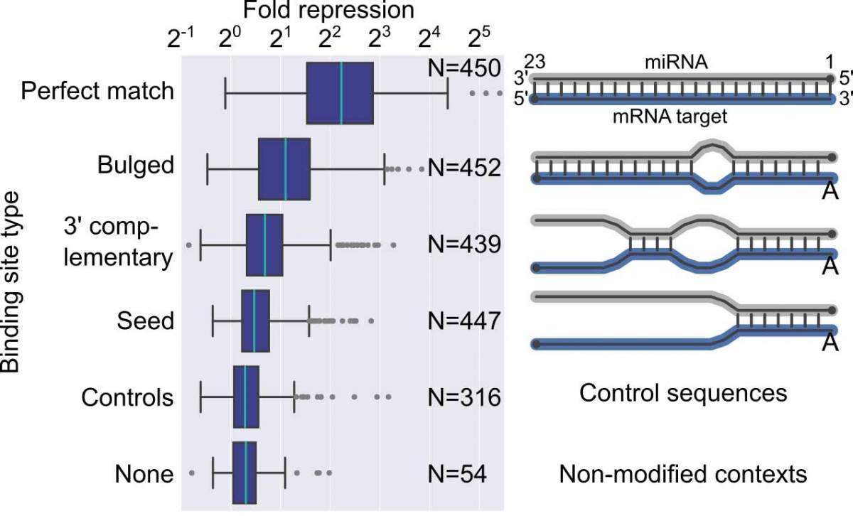 MRE types with a more extensive base pairing show higher repression: Designed MRE sequences of a given type for selected ten miRNAs were placed in up to 57 contexts at a single copy in either of two positions to generate a diverse set of variants. All the variants were grouped with the synthetic MREs by their binding site type, spanning different miRNAs and contexts, resulting in 2158 unique variants with measured repression 