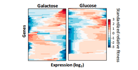 Gene fitness profiles are different when yeast are grown on a sugar they normally prefer less 